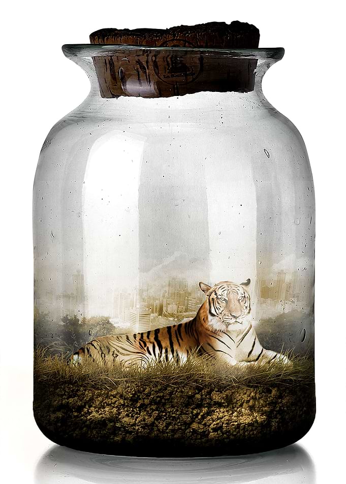 The Tiger