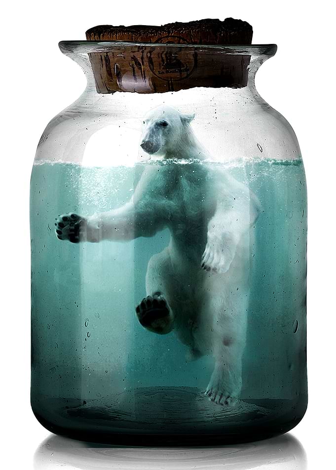 The Polar Bear