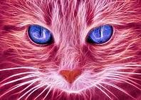 Le chat brillant 2