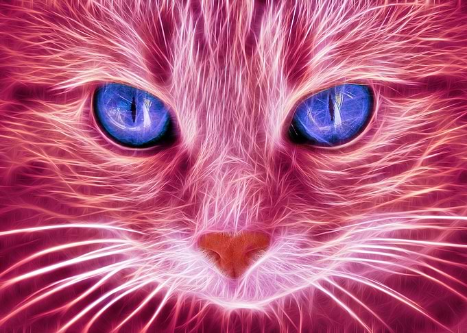 Le chat brillant 2