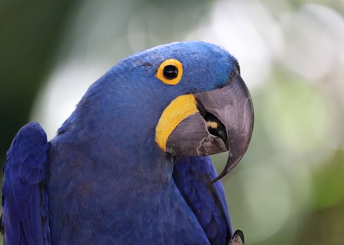 Hyacinth Macaw