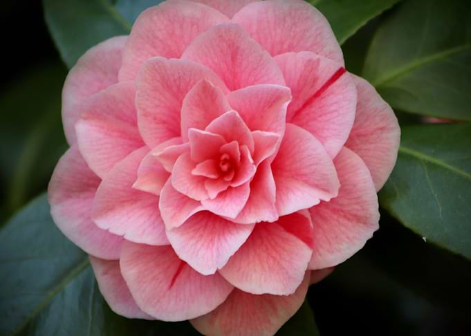 Camellia Blossom Flower