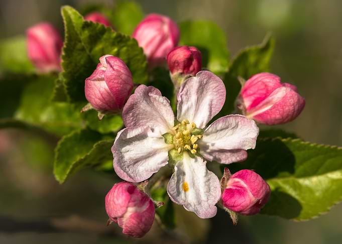 Apple Blossom Flowers