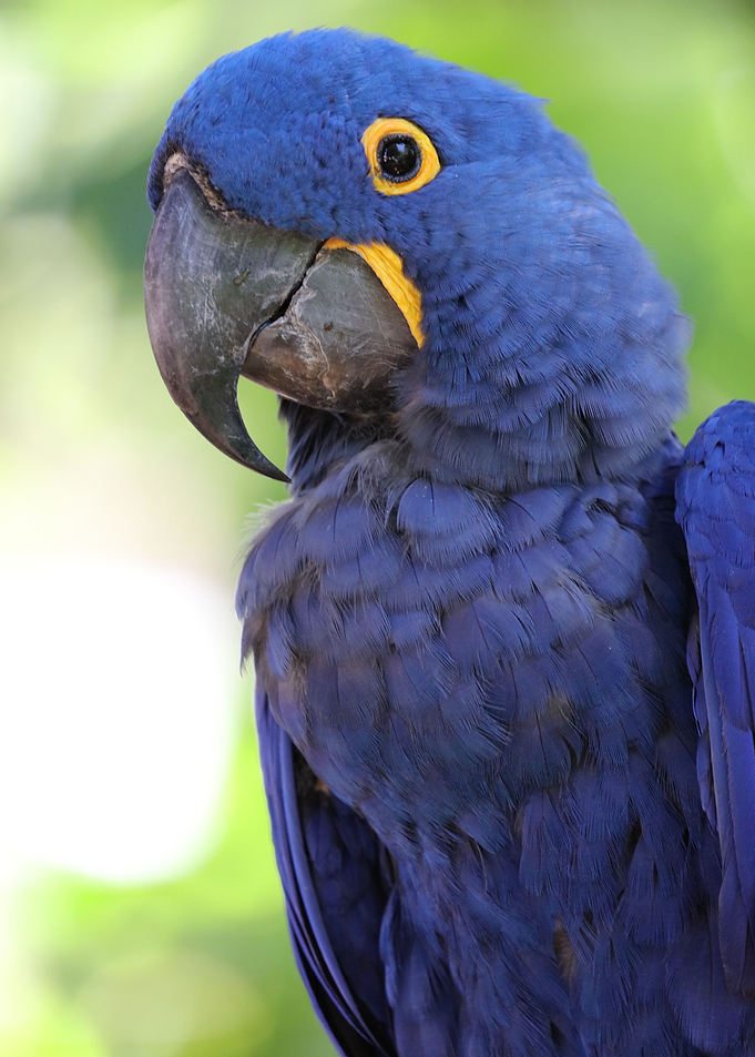 Hyacinth Macaw