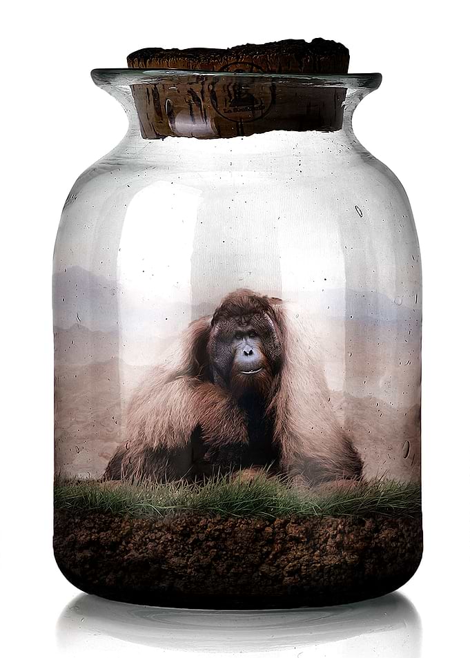 The Orangutan