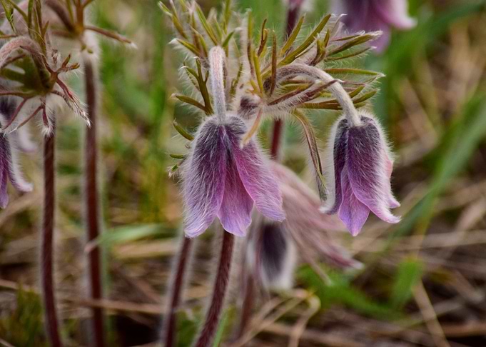 Pasque flower
