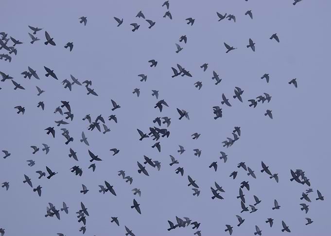 Birds