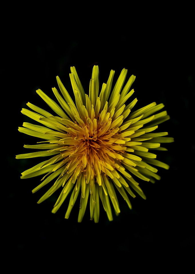 Beautiful Weeds