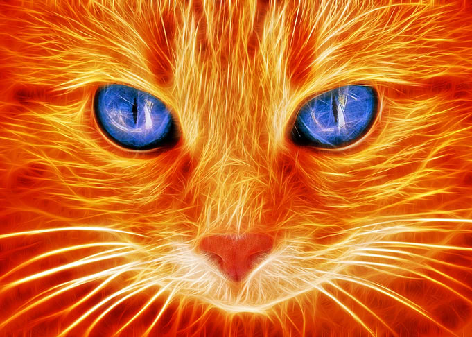 Le chat brillant 3