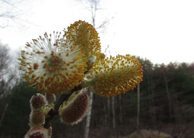 Willow Blossom
