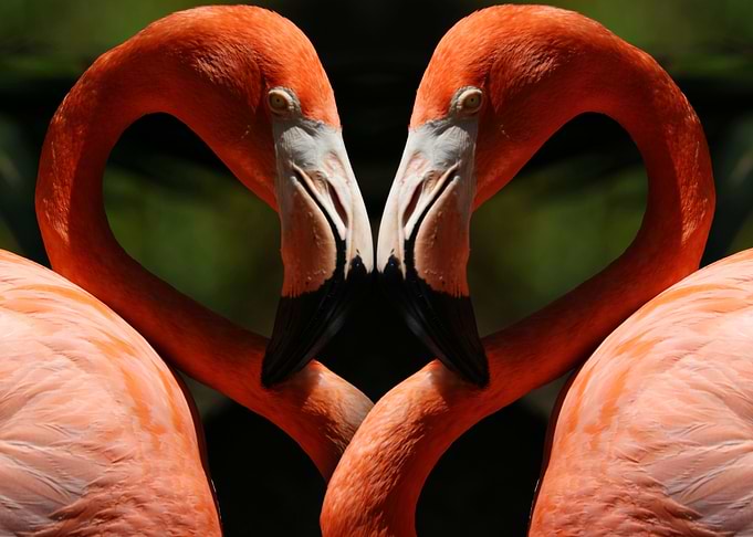 Flamingo Love