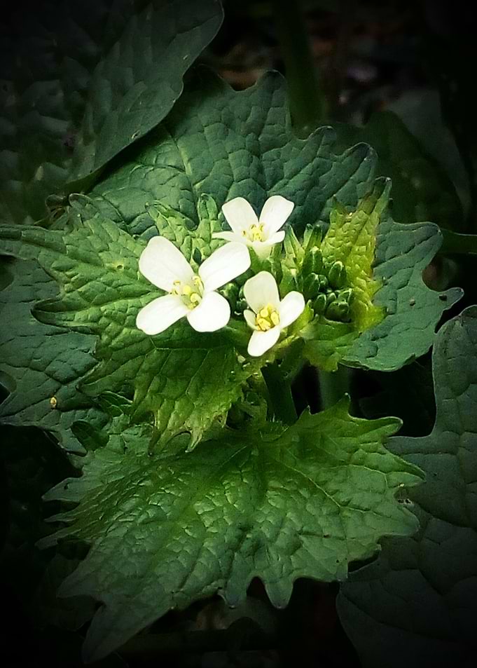 Alliaria petiolata