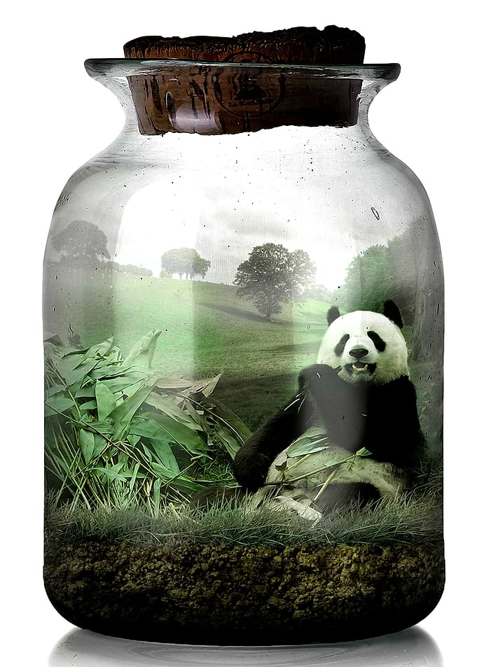 The Giant Panda