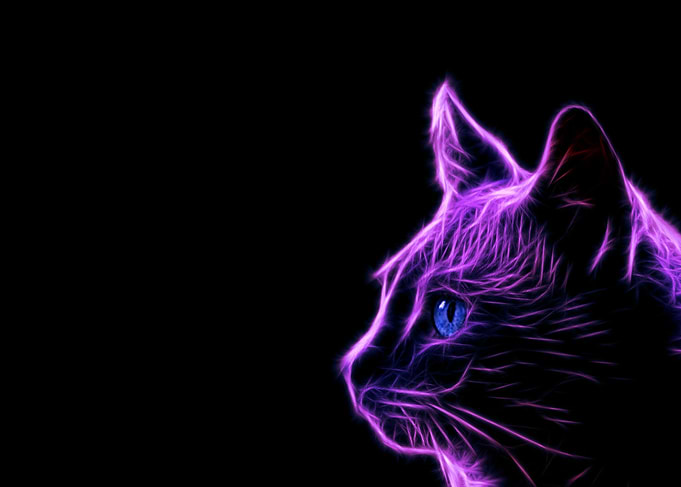 le chat brillant 5