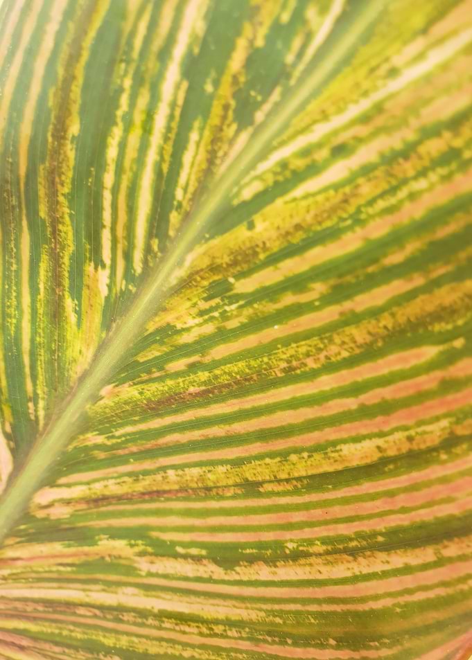 Kannas Leaf