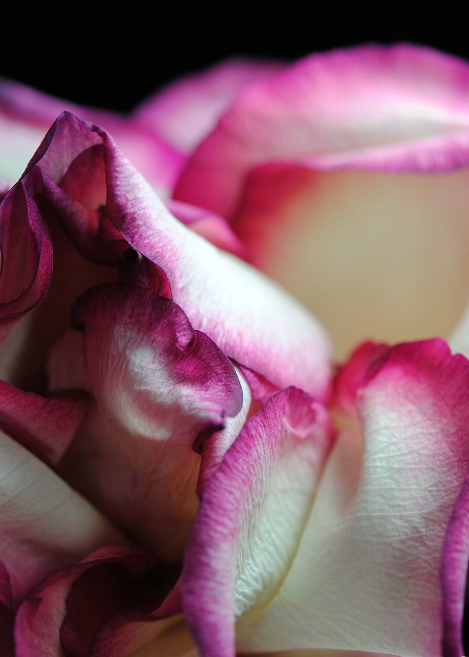 Detail of a White Rose