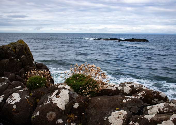 Life at the Sea