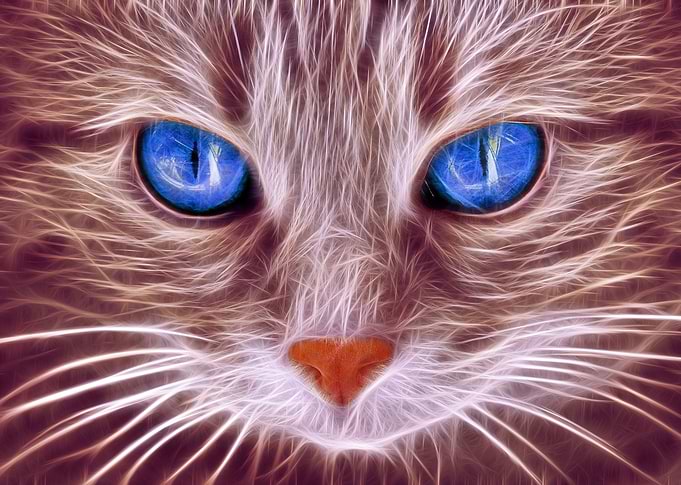 Le chat brillant 4