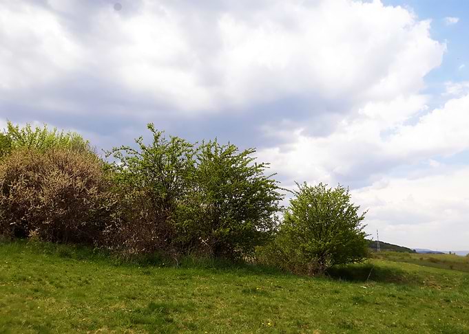 Spring landscapes