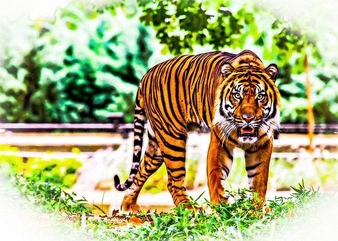 Tiger