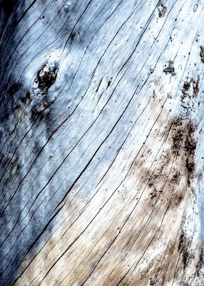 Whalebark