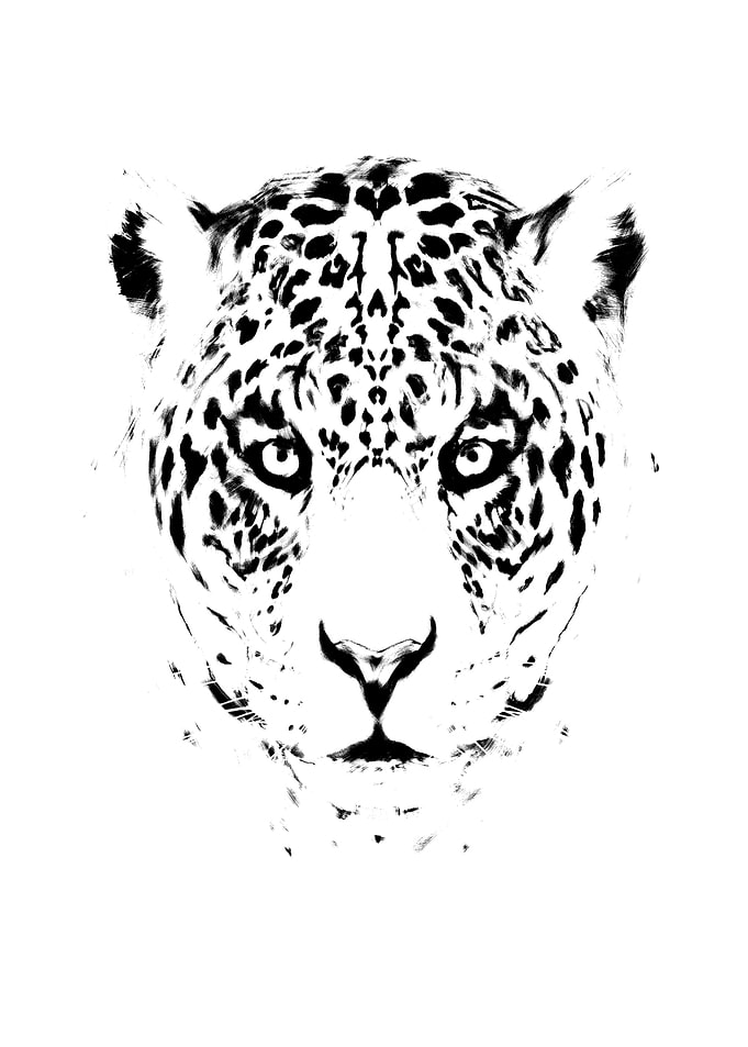 leopard