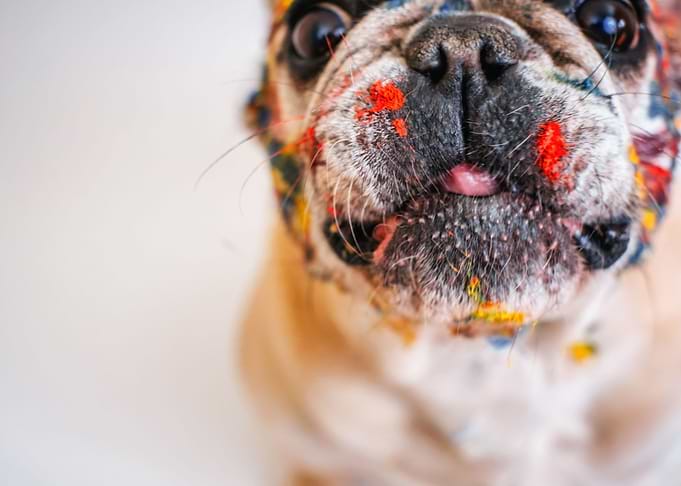 Bulldog
