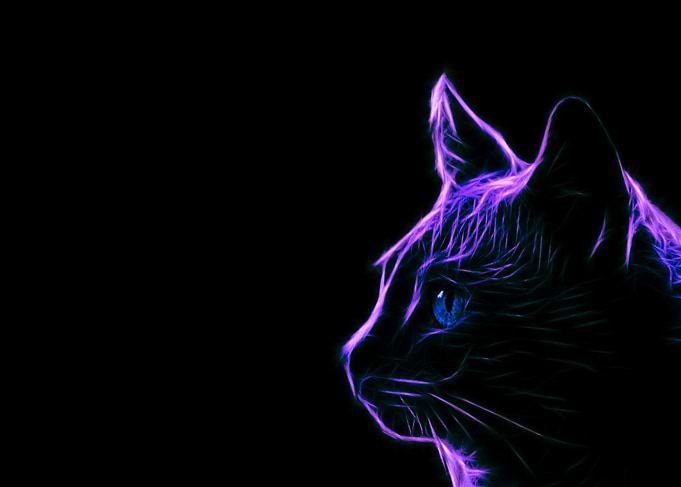 Le chat brillant 4