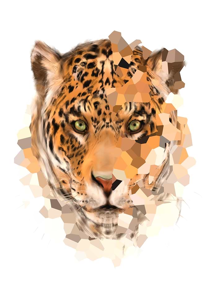 leopard