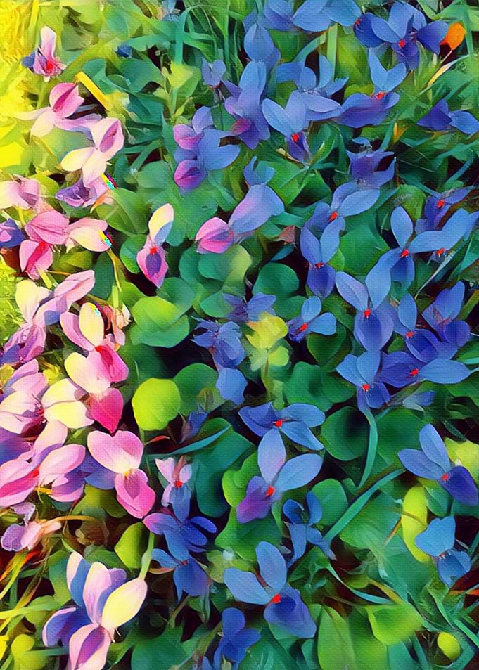 violets