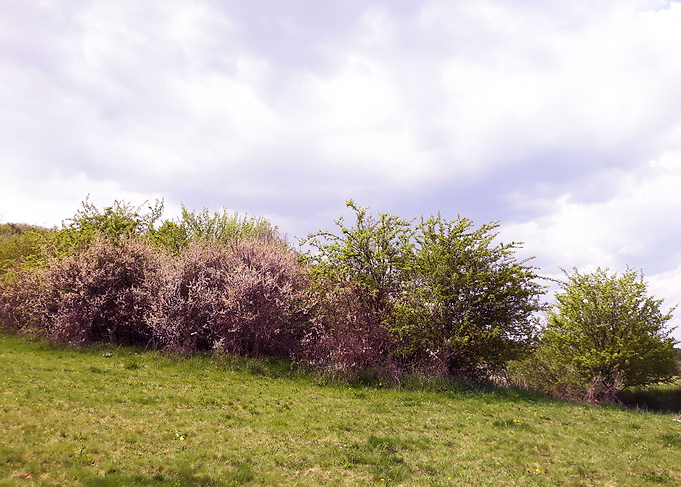 Trees in bloom