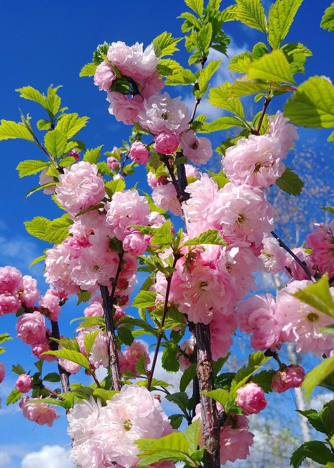 pink tree