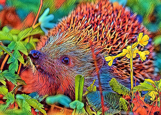 AnimalColor Hedgehog 001