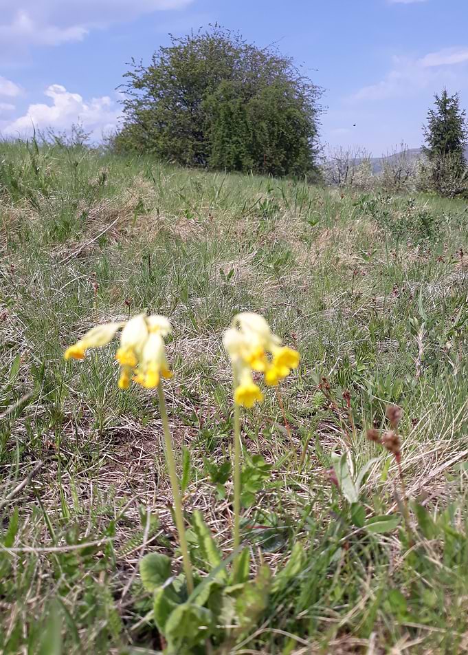 Flowers in the grass