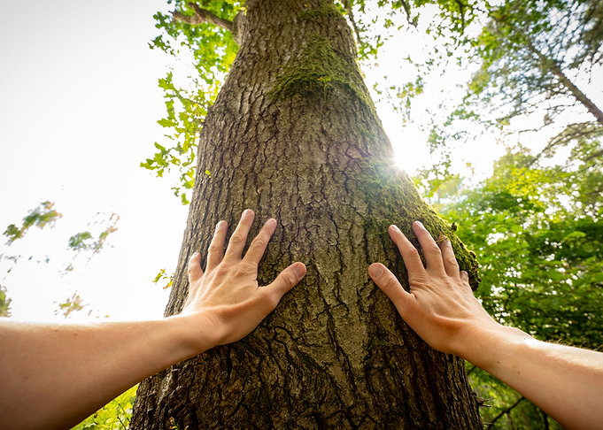 A man touching a tree