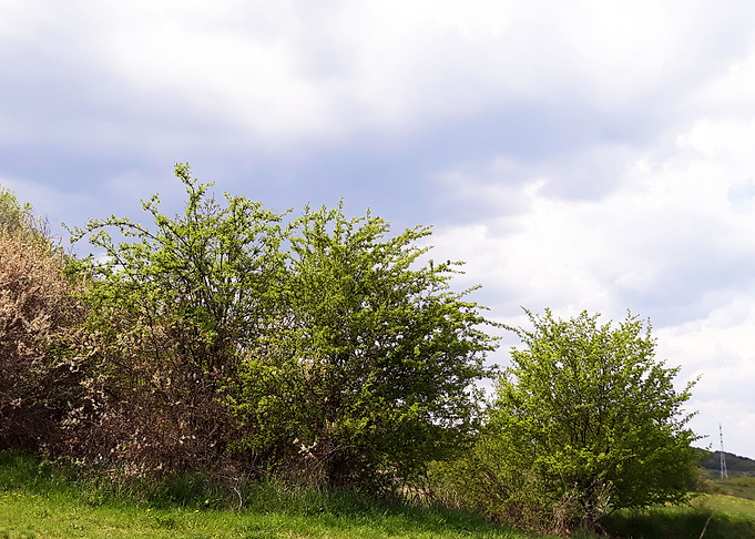April landscape