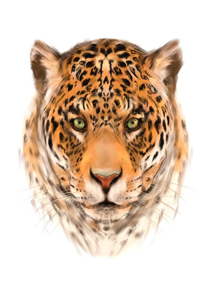 leopard