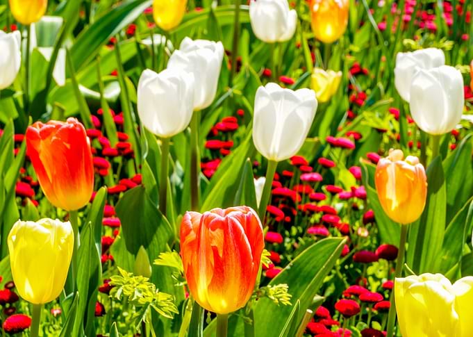 Tulip field panorama