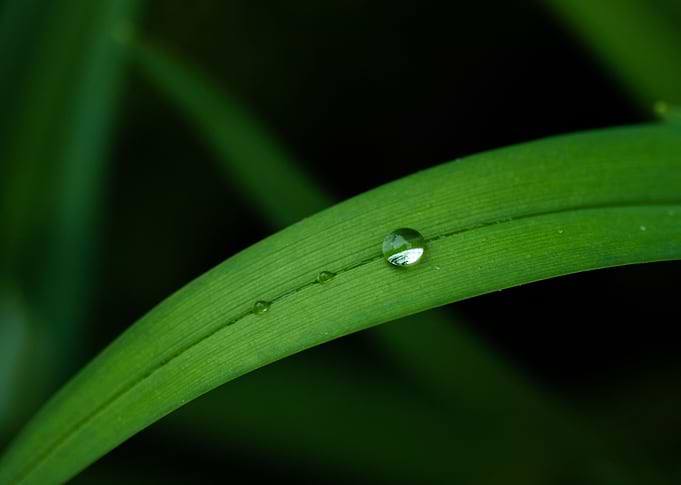 After the rain