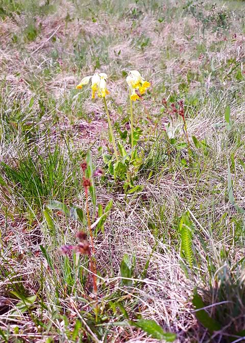Filed flowers