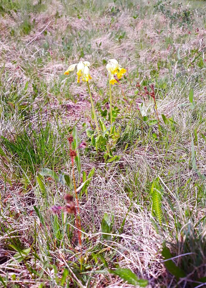 Filed flowers