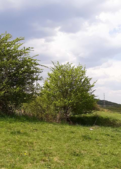 Spring landscape