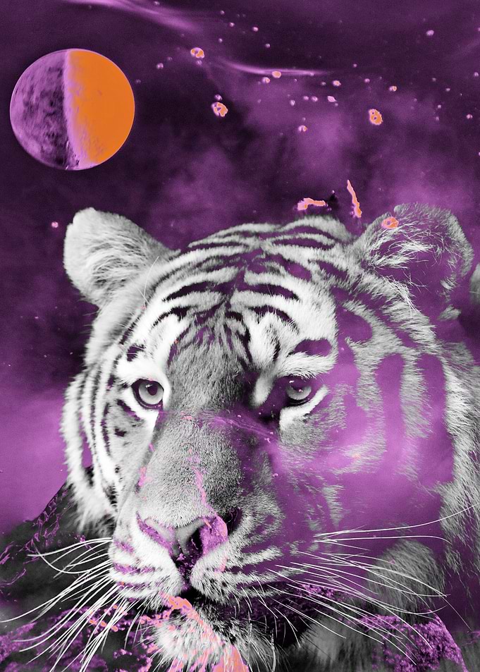 Tiger from the galaxy purp