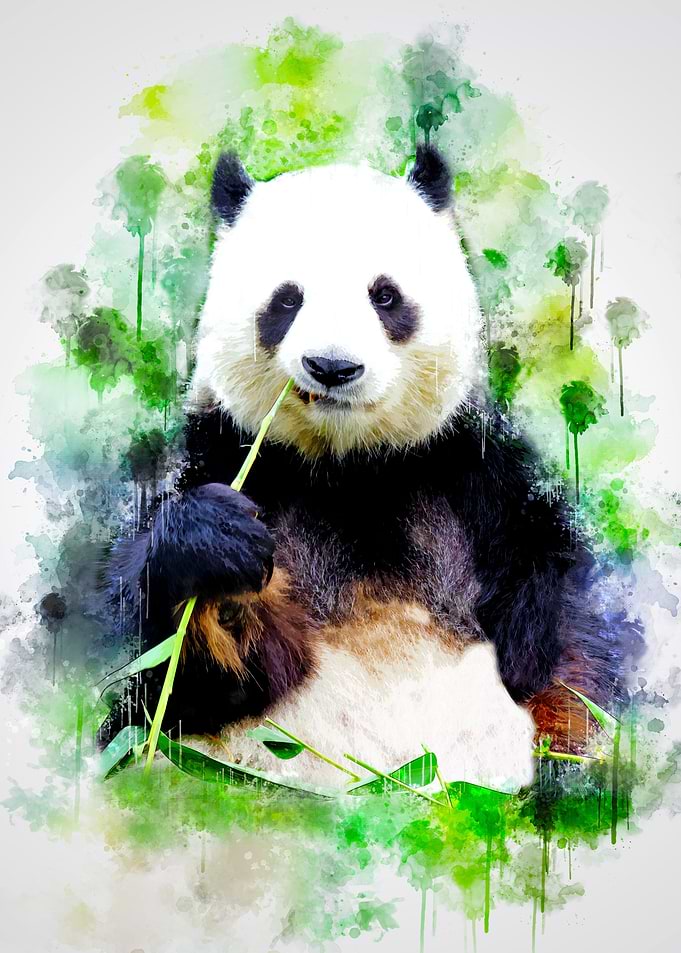 Giant Panda