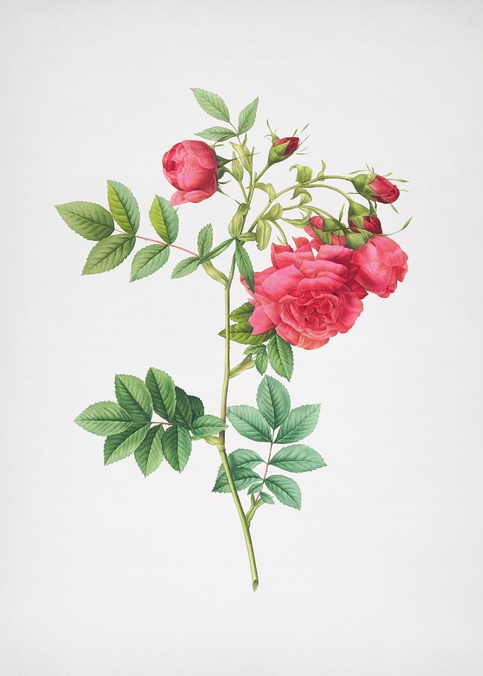 Vinatage Turnip Rose