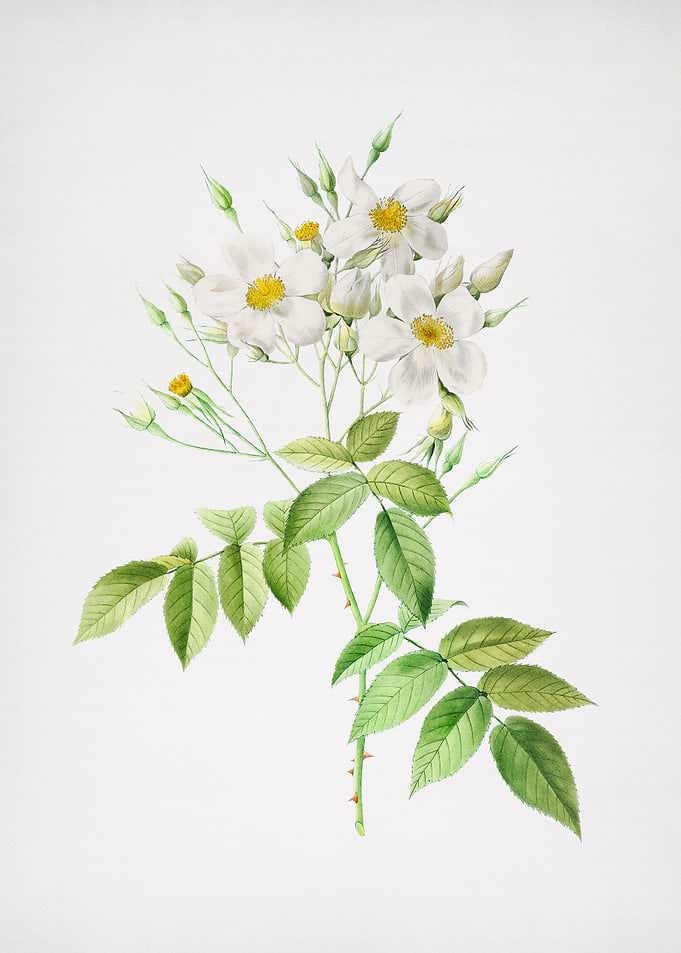 Blooming Musk Rose