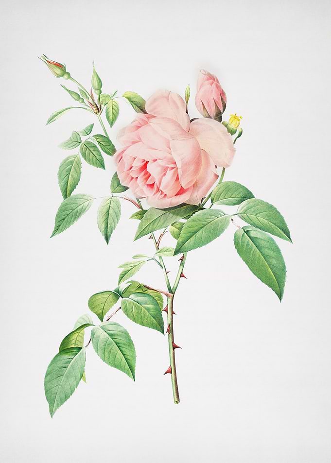 Blooming Pink Rose