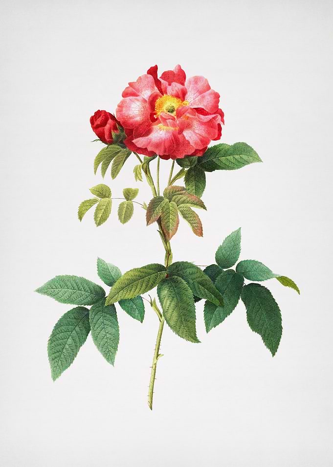 Pink Provins Rose