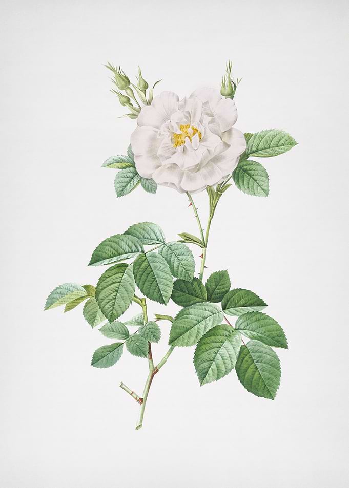 Blooming White Rose Flower