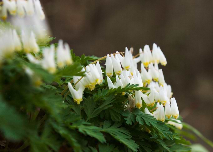Dutchmans Breeches